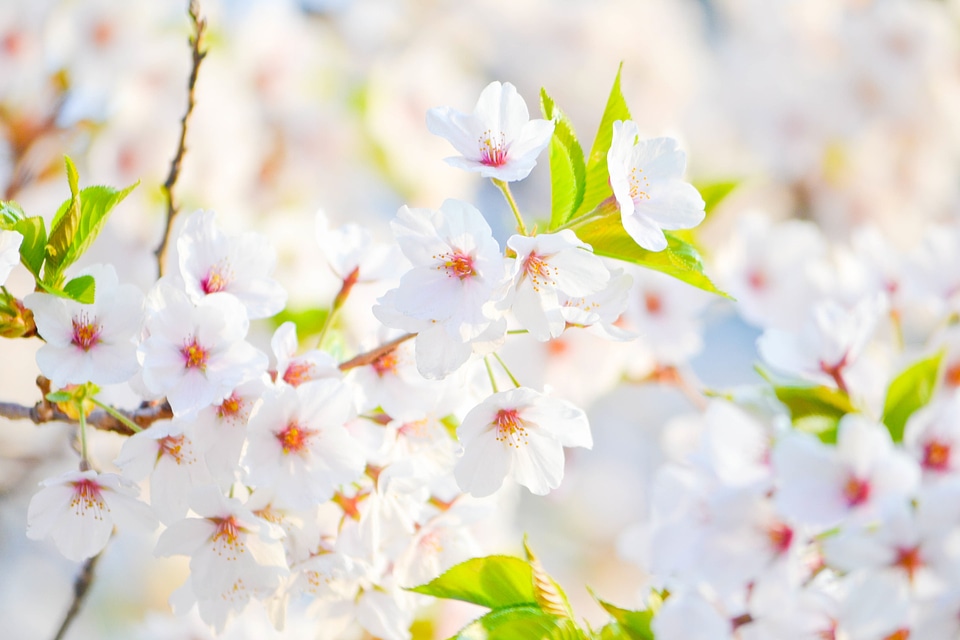 Spring blossom pink