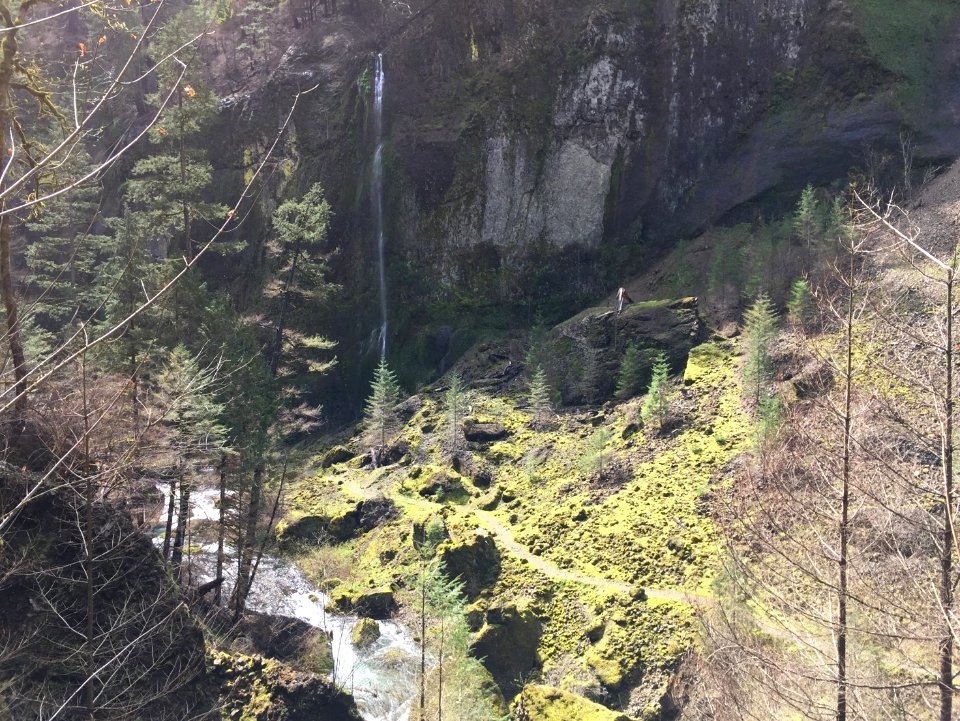 An oasis of land that the fire spared along Wahclella Falls Trail