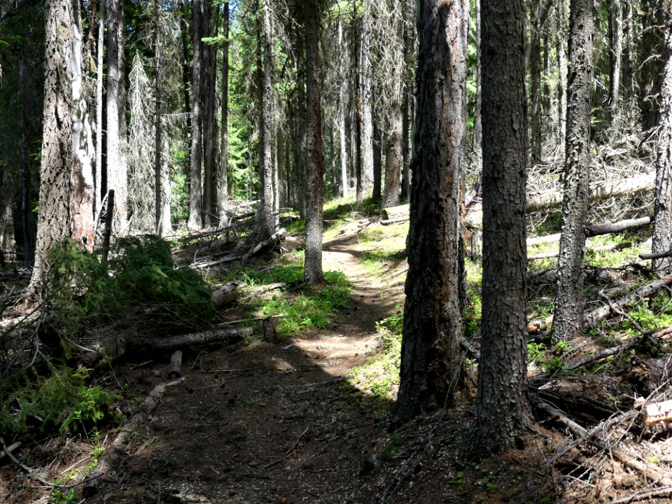 Colville NF Big Meadow Lake Trail logout 2 June 2020 by Sharleen Puckett