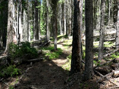 Colville NF Big Meadow Lake Trail logout 2 June 2020 by Sharleen Puckett photo