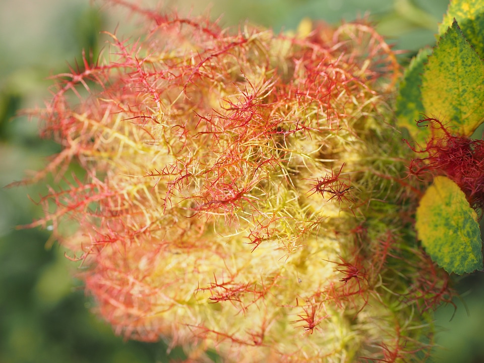 Cecidie slip wasps sprouted grains