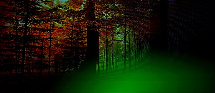 il bosco grafico