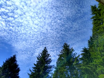 Blue Skies Above Verlot, Mt. Baker-Snoqualmie National Forest. Photo taken by Anne Vassar June 23, 2020