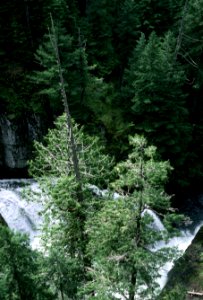 Mt Hood National Forest, Salmon River Falls-2.jpg photo