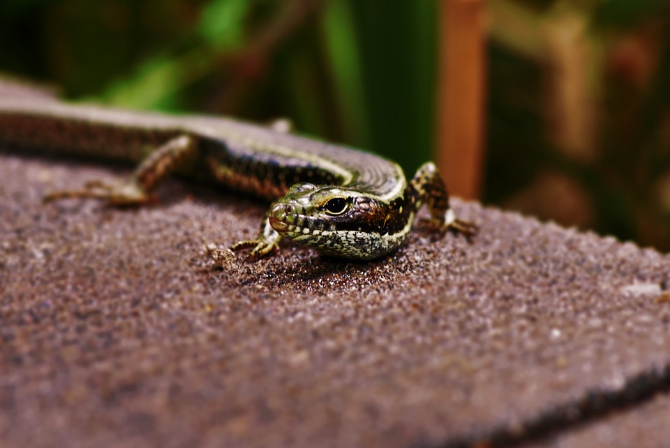 Lizard eastern water skink bridge