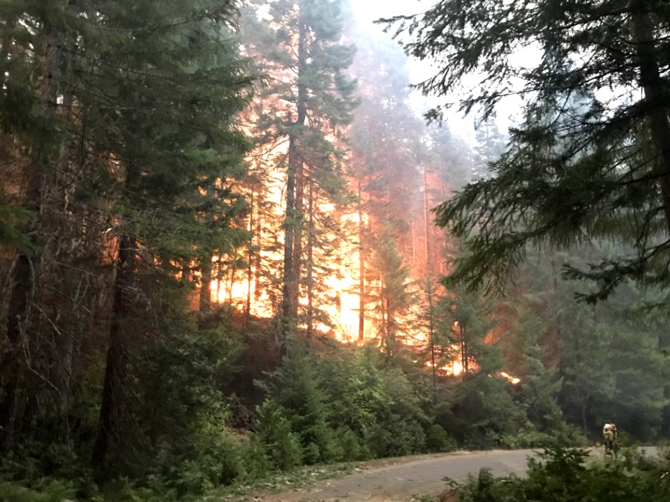 Archie Creek Fire, heavy fuel loading in Div. N, along Apple Rd.