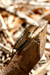 Western Fence Lizard