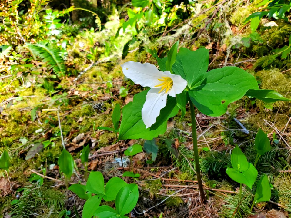 Trillium on the Mt. Baker-Snoqualmie National Forest. Photos by Anne Vassar April 20/21, 2021.
