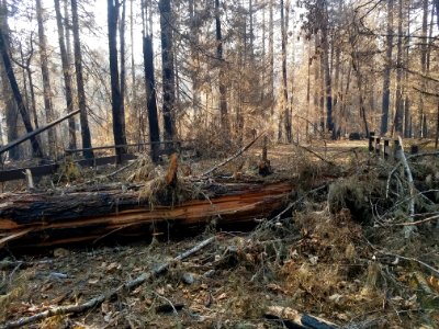 Indian Henry Campground after Riverside Fire, Mt. Hood National Forest photo
