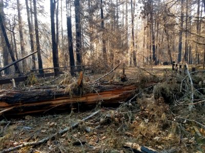 Indian Henry Campground after Riverside Fire, Mt. Hood National Forest