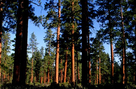 Ponderosa Pine Stand