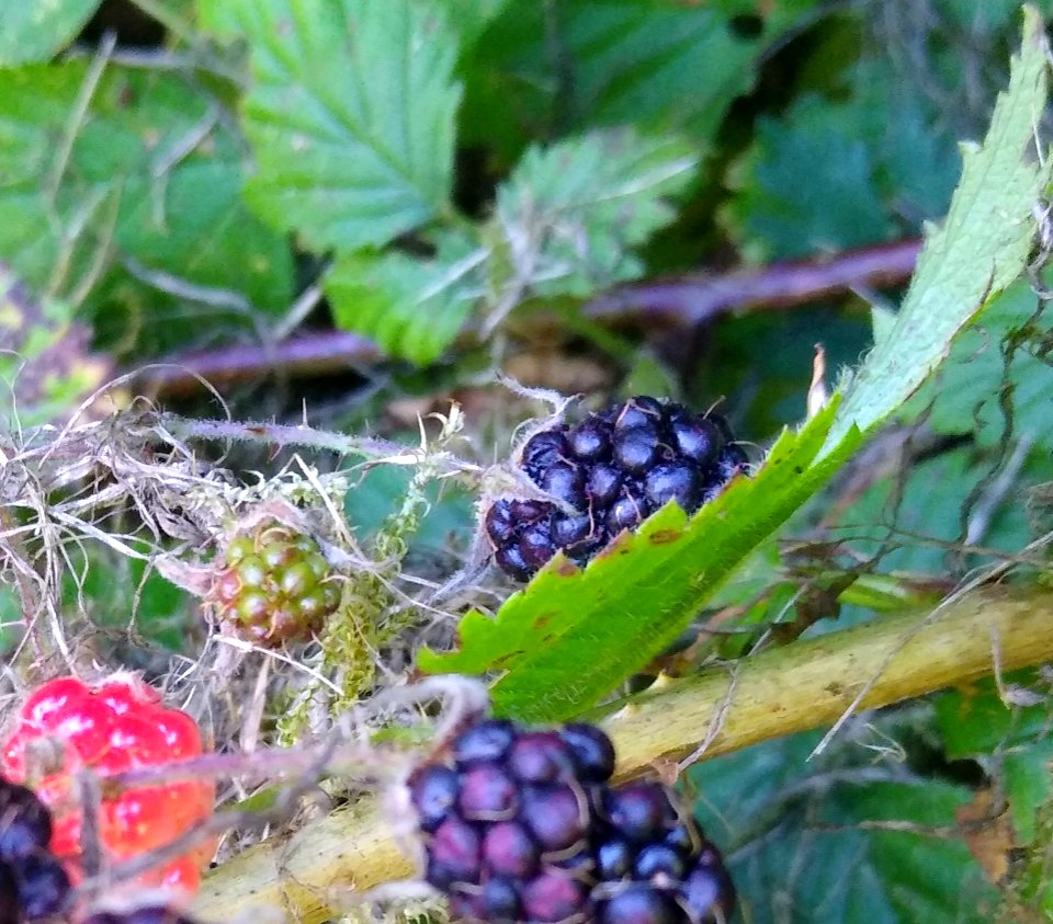Blackberries at Verlot, Mt. Baker-Snoqualmie National Forest. Photos taken by Anne Vassar July 26, 2020