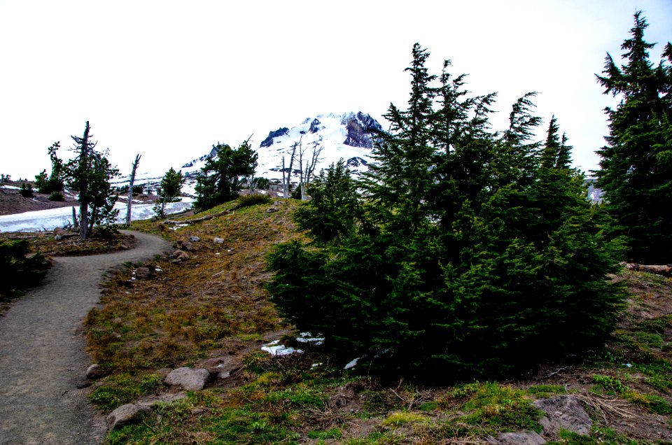 Pathway and Mt Hood-Mt Hood