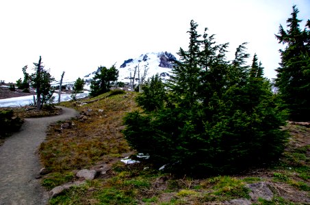 Pathway and Mt Hood-Mt Hood photo