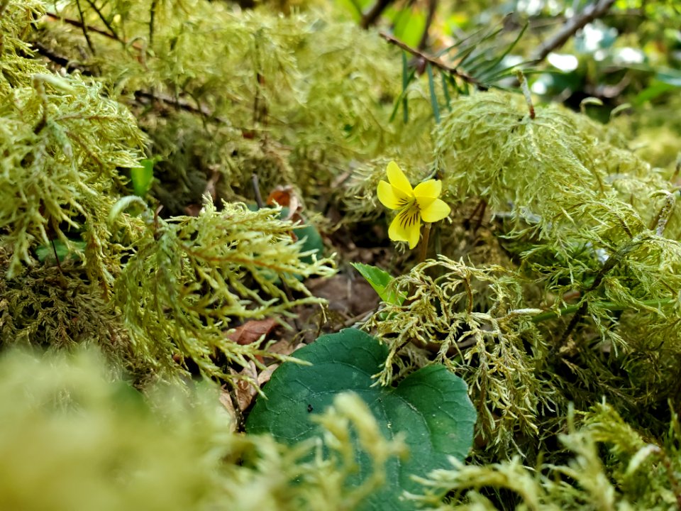 Stream violets on the Mt. Baker-Snoqualmie National Forest. Photo by Anne Vassar April 20/21, 2021.