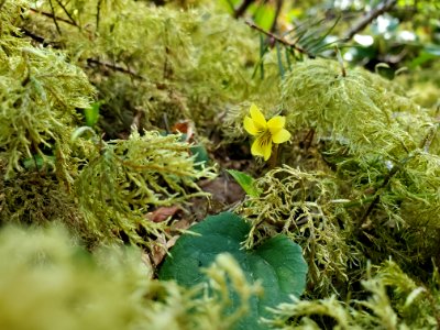 Stream violets on the Mt. Baker-Snoqualmie National Forest. Photo by Anne Vassar April 20/21, 2021.