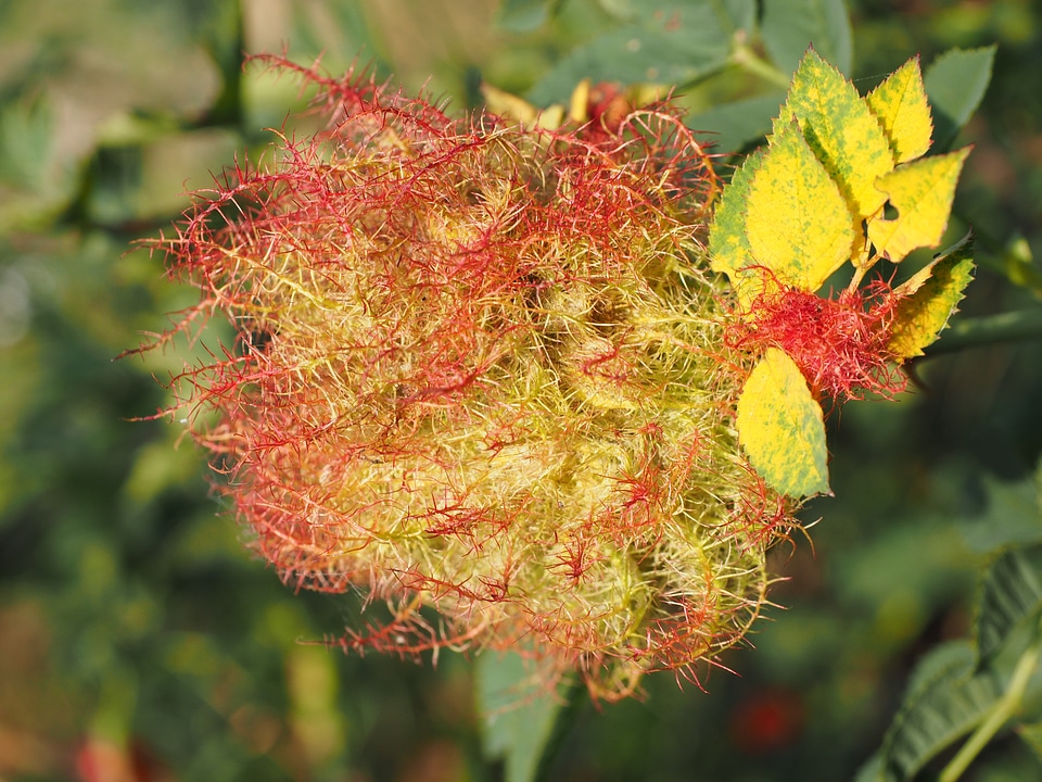 Cecidie slip wasps sprouted grains
