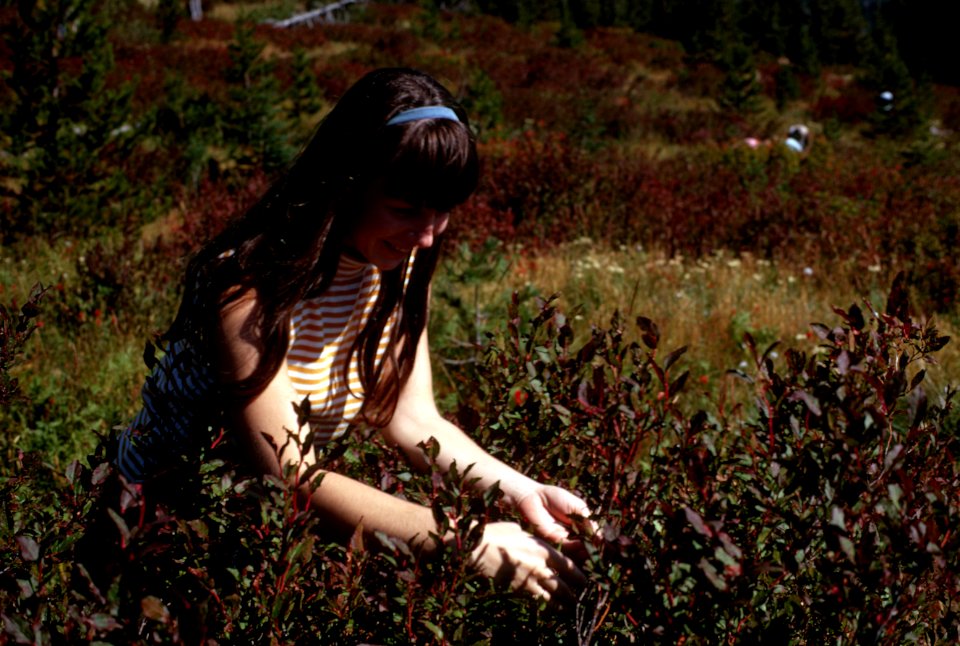 Tribal berry picking area Surprise Lake