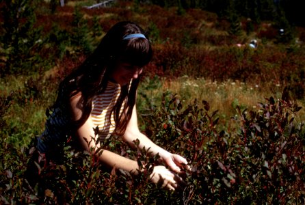 Tribal berry picking area Surprise Lake
