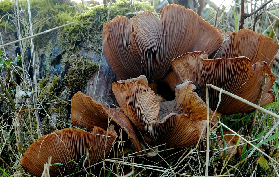 Brown forest october