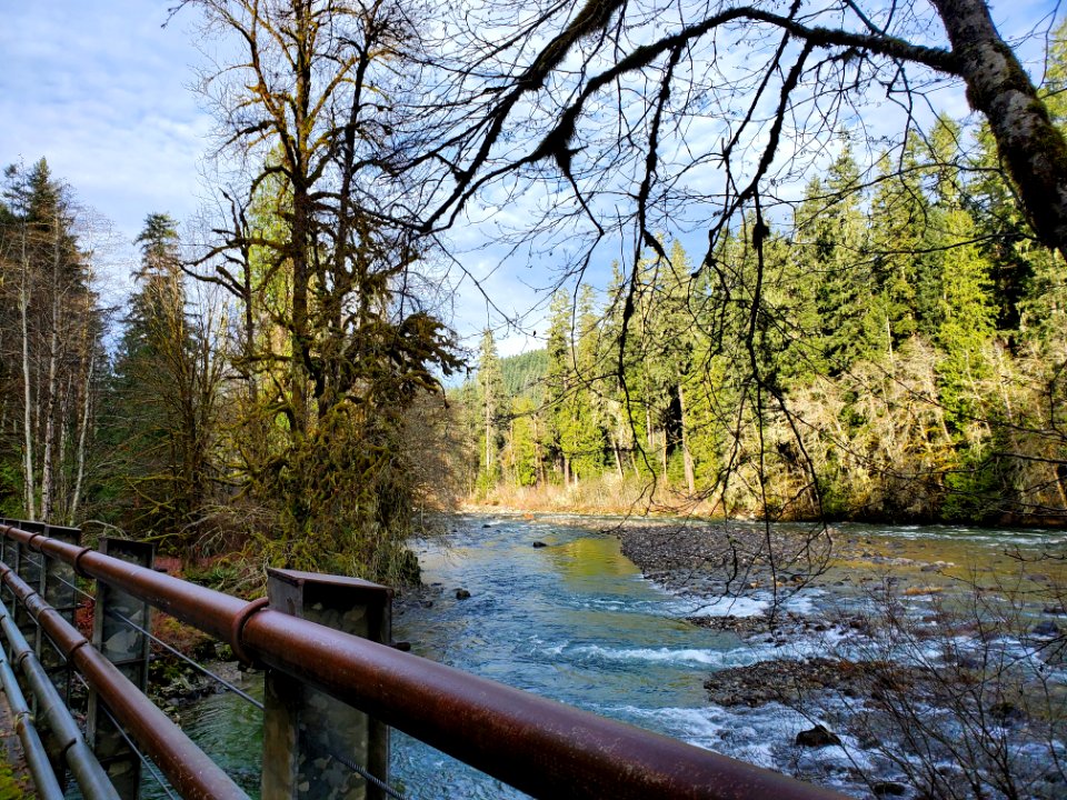 Sauk River near the Clear Creek confluence. Photo by Anne Vassar December 3, 2020.