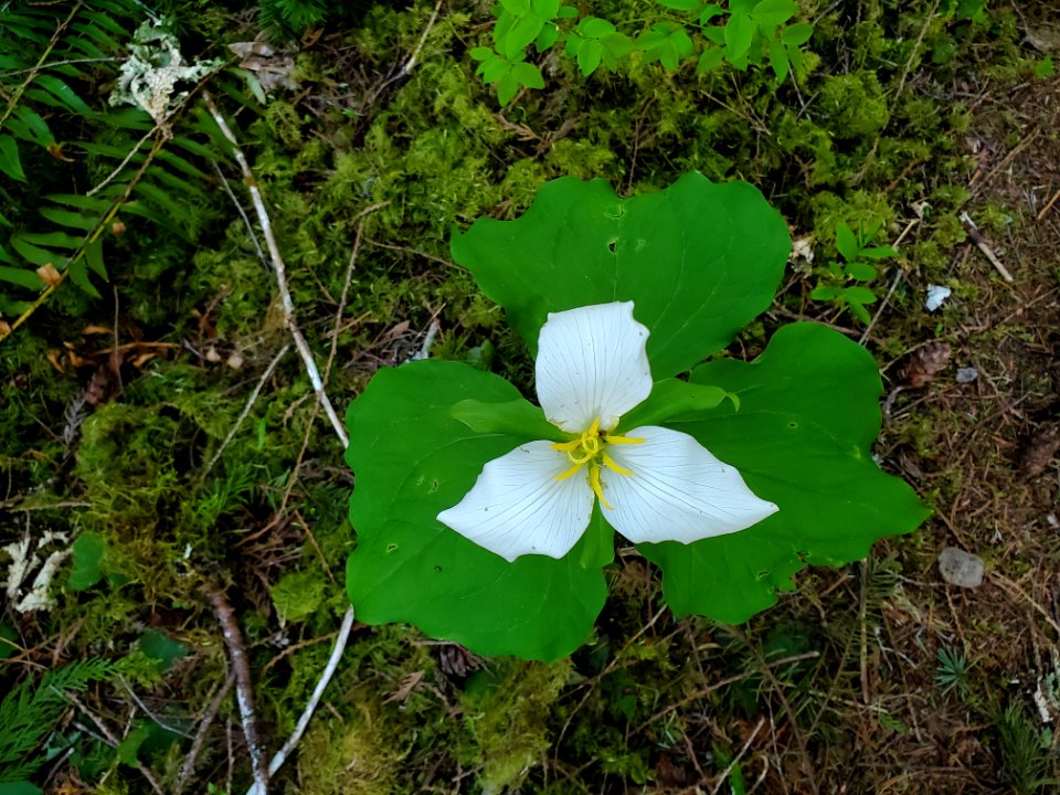 Trillium on the Mt. Baker-Snoqualmie National Forest. Photos by Anne Vassar April 20/21, 2021.