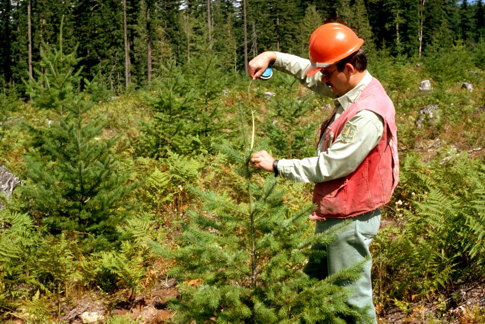 Gifford Pinchot National Forest, silviculture-3.jpg