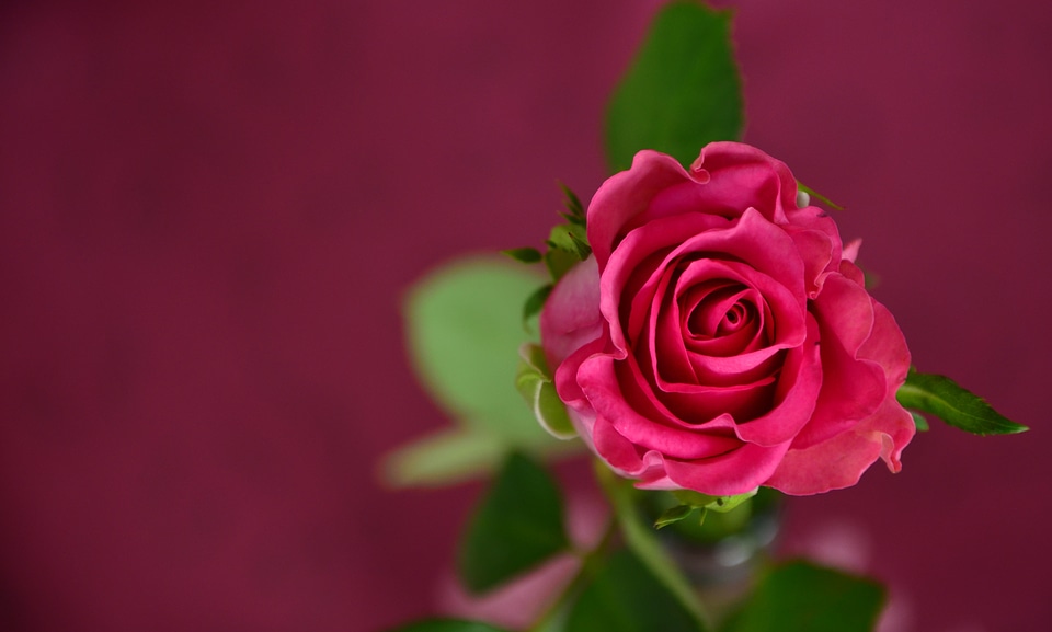 Rose bloom flower romantic photo