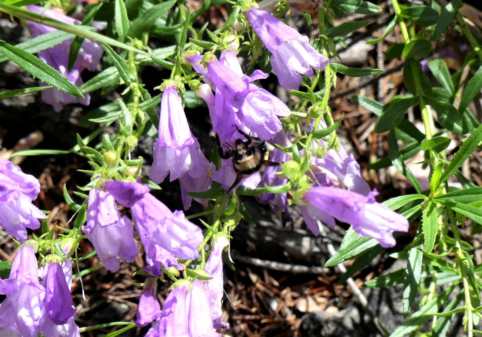 13 Mile Trail June 2020 pollinator bumble bee by Sharleen Puckett