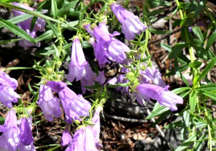 13 Mile Trail June 2020 pollinator bumble bee by Sharleen Puckett