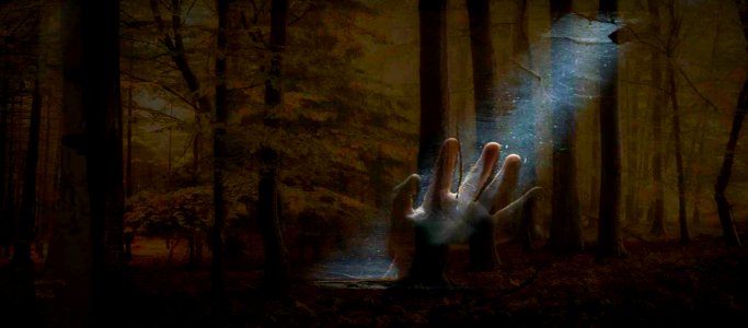 Mistero nel bosco
