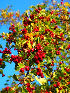 Eingriffeliger hawthorn bush hedge