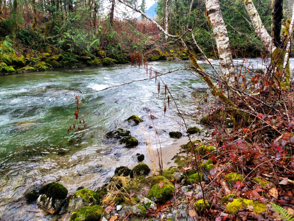 Illabot Creek, Mt. Baker-Snoqualmie National Forest. Photo by Anne Vassar December 10, 2020.