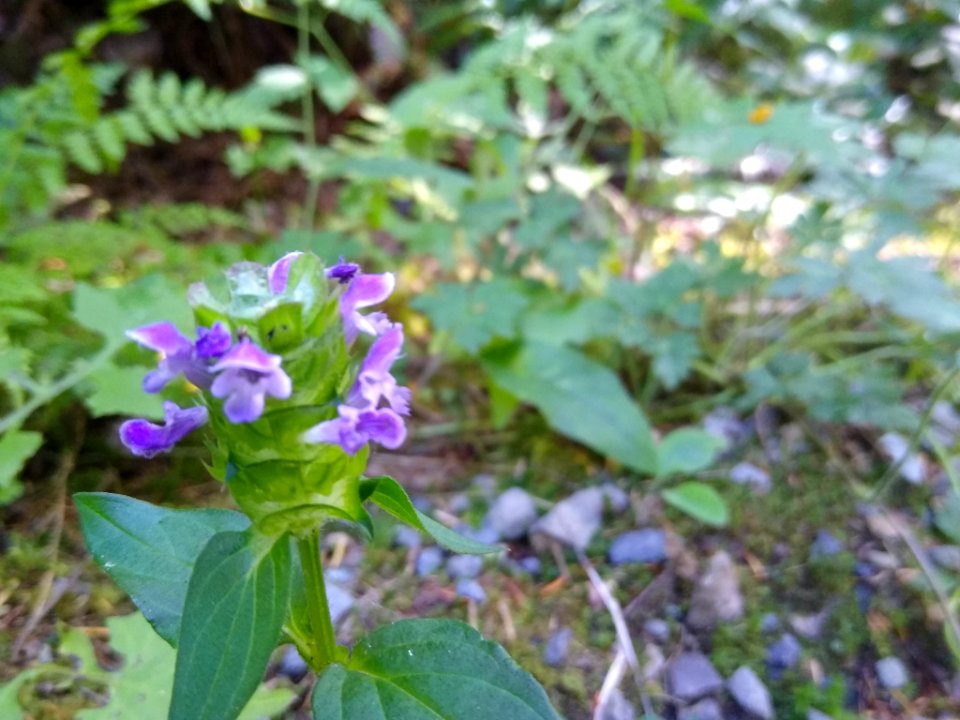Self-heal or prunella vulgaris at Verlot, Mt. Baker-Snoqualmie National Forest. Photo taken by Anne Vassar July 26, 2020