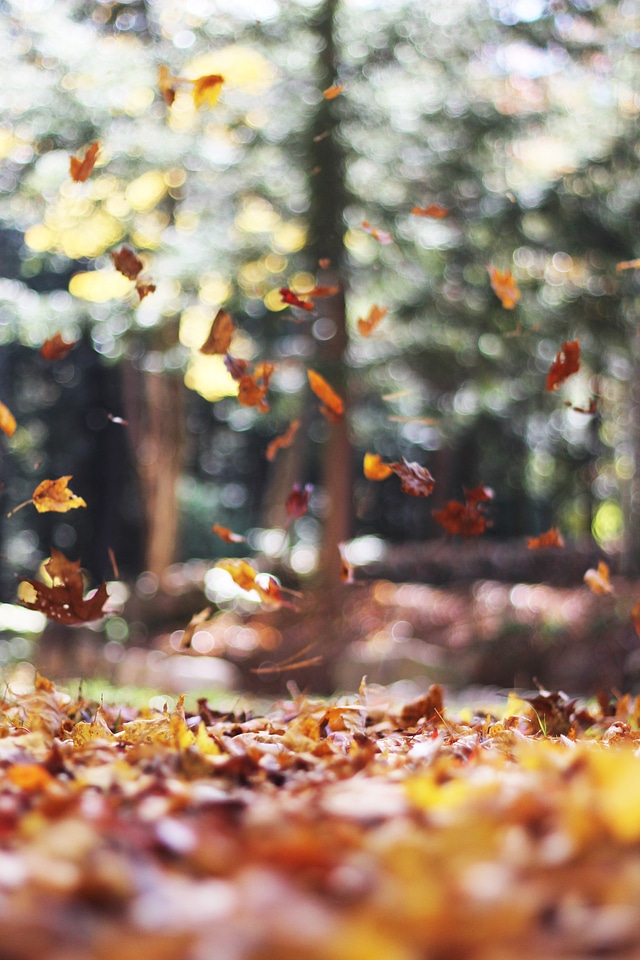 Fall season colors