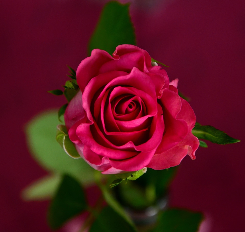 Bloom flowers rose bloom