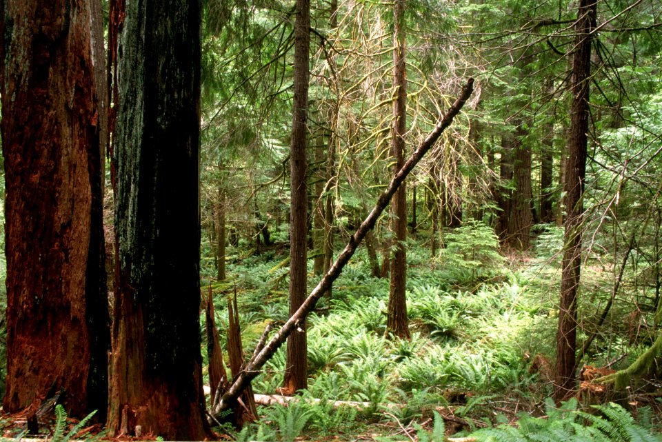 Rogue River-Siskiyou National Forest, Port Orford Cedar stand.jpg