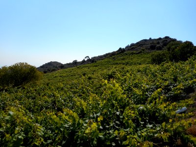 Alona & Polystipos, Cyprus