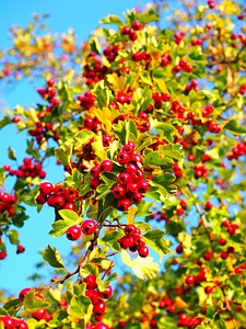 Eingriffeliger hawthorn bush hedge