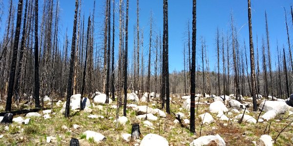 2019-May-deLeon-ColvilleNF-planting-burned-trees photo