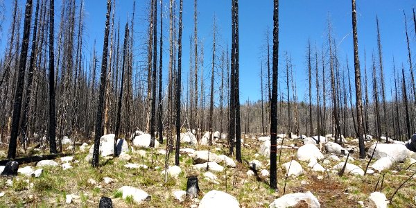 2019-May-deLeon-ColvilleNF-planting-burned-trees