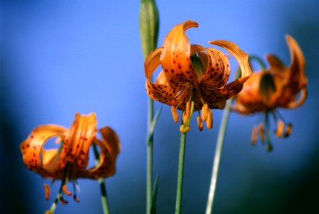 Tiger Lilies.jpg
