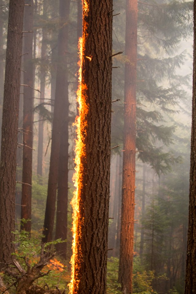 Fire climbs tree on Happy Dog Fire, 2017