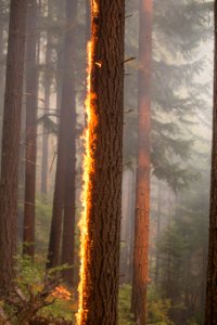 Fire climbs tree on Happy Dog Fire, 2017