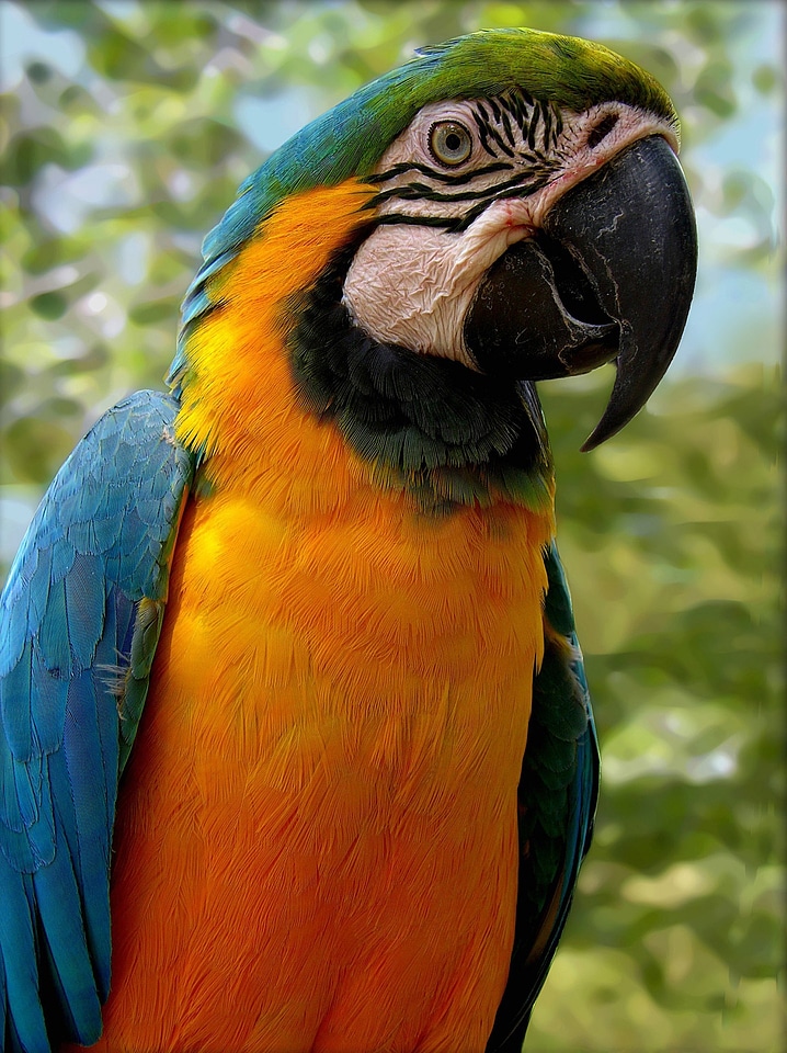 Feather perched tropical
