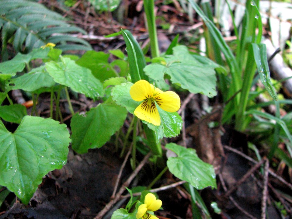 Violet, Brown Creek Nature Trail, Olympic National Forest.