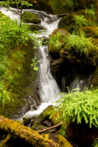 Forest stream with ferns, Diamond Lake Ranger District, Umpqua NF photo