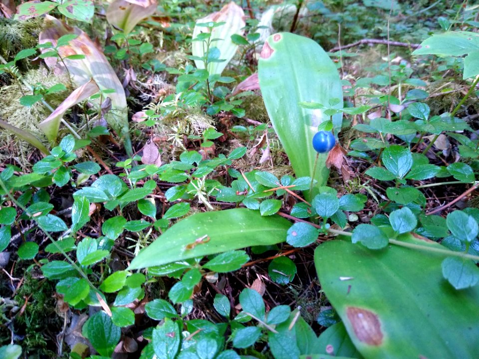Berry of the queen's cup lily along Old Sauk Trail, Mt. Baker-Snoqualmie National Forest. Photo by Anne Vassar July 30, 2020.