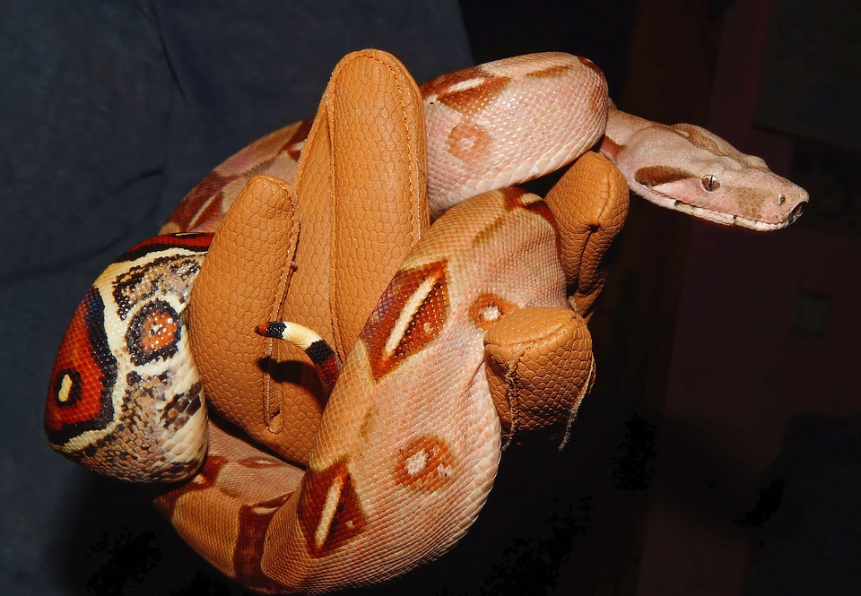 Boa imperator lurking close up