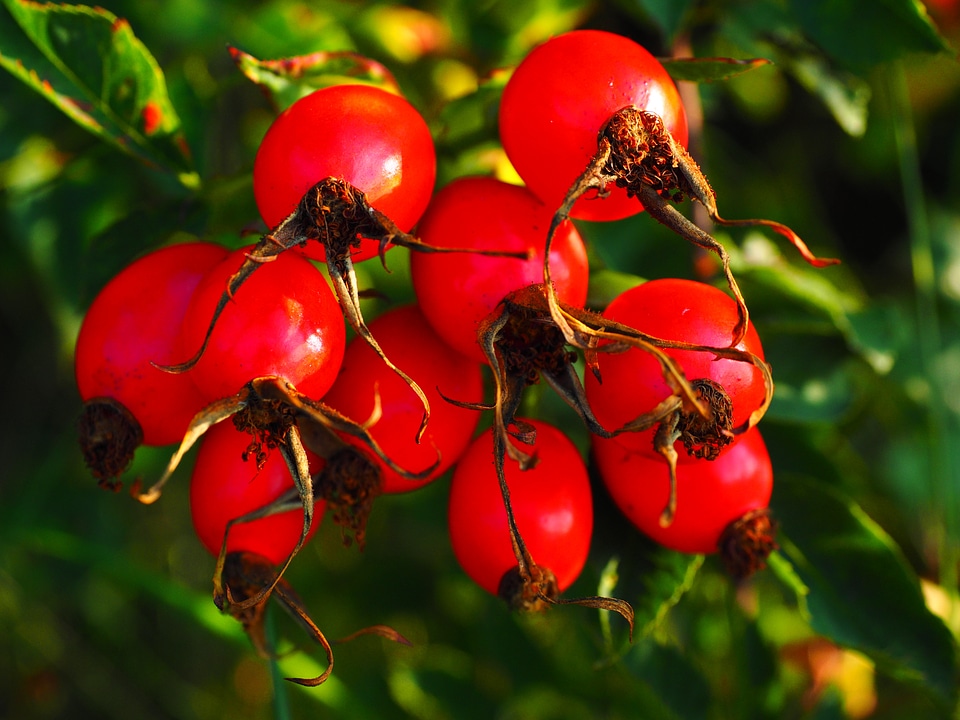 Wild rose plant sammelfrucht
